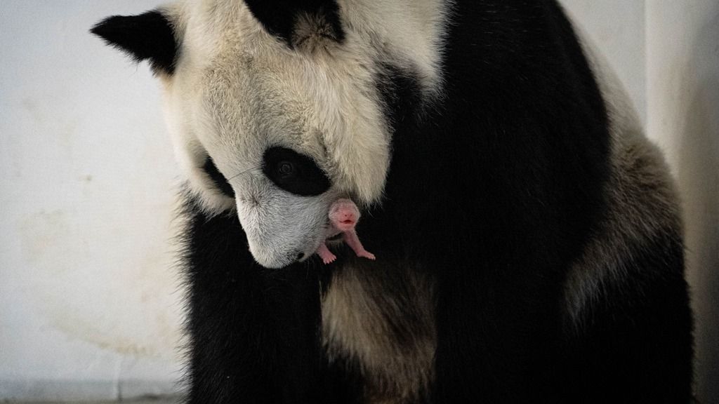 新诞旅俄大熊猫幼崽性别揭晓：是个“闺女”