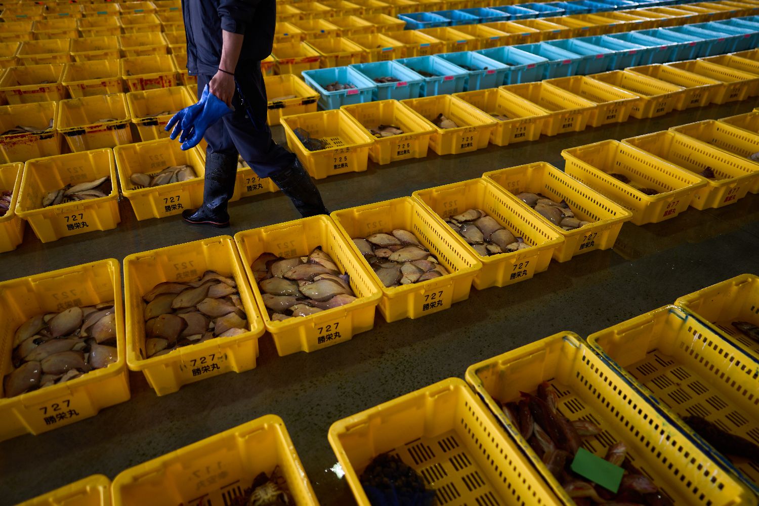 日本海鲜严重滞销 政府吁民众多吃扇贝