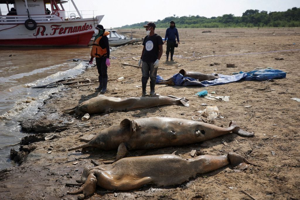 巴西亚马孙河上百条河豚疑因高温死亡