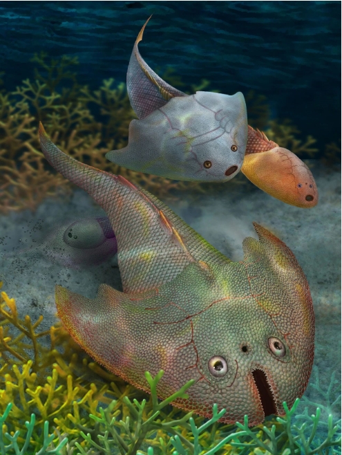 4.38亿年前江夏鱼在新疆塔里木盆地找到“亲兄弟”
