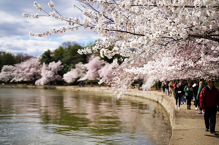 当地时间2024年3月19日，美国华盛顿特区，市民游客在潮汐湖赏樱花。美国国家公园管理局宣布，为了升级潮汐湖堤，将移除大约140棵樱花树。根据美国国家海洋和大气管理局的数据，在过去的一个世纪里，华盛顿特区的海平面上升了一英尺多。（图片来源：视觉中国）