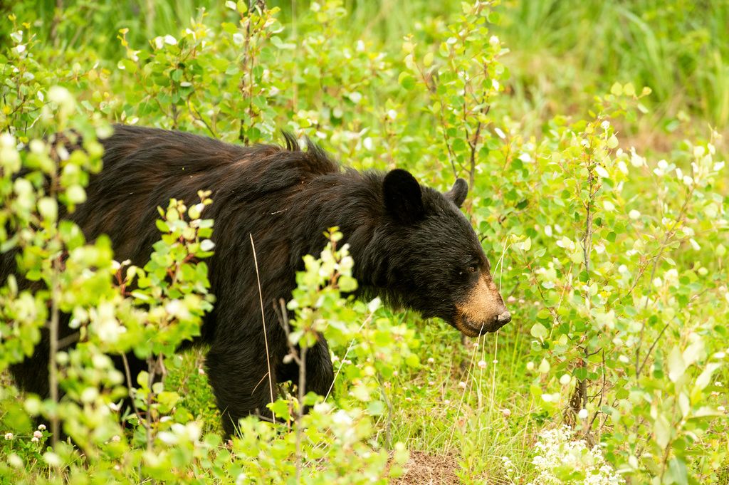 加拿大班夫国家森林公园灰熊袭人致两死