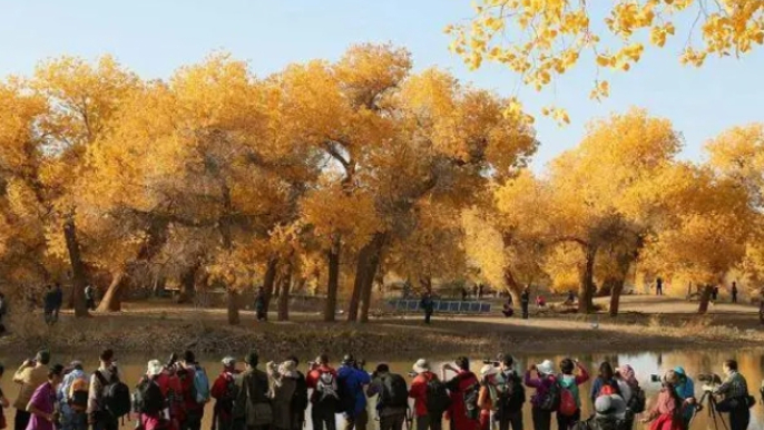 运力不足排大队 内蒙古额济纳胡杨林旅游区被通报批评